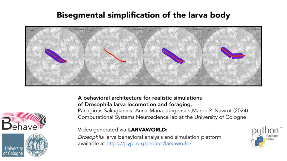 Bisegmental simplification of the larva body thumbnail