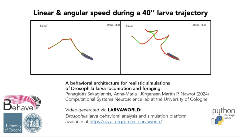 Linear & angular speed during a 40'' larva trajectory thumbnail