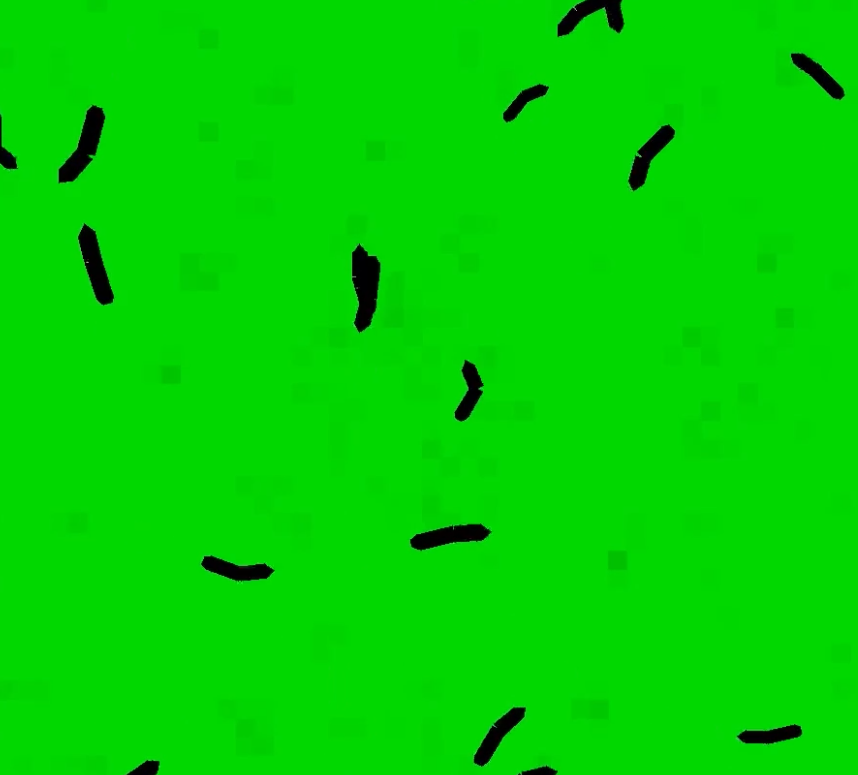 Feeding grid (20 larvae, 1 h) thumbnail